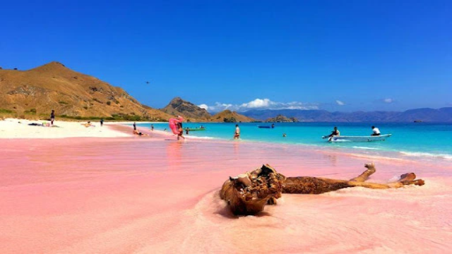 Keindahan Pantai Pink yang Memikat Dunia
